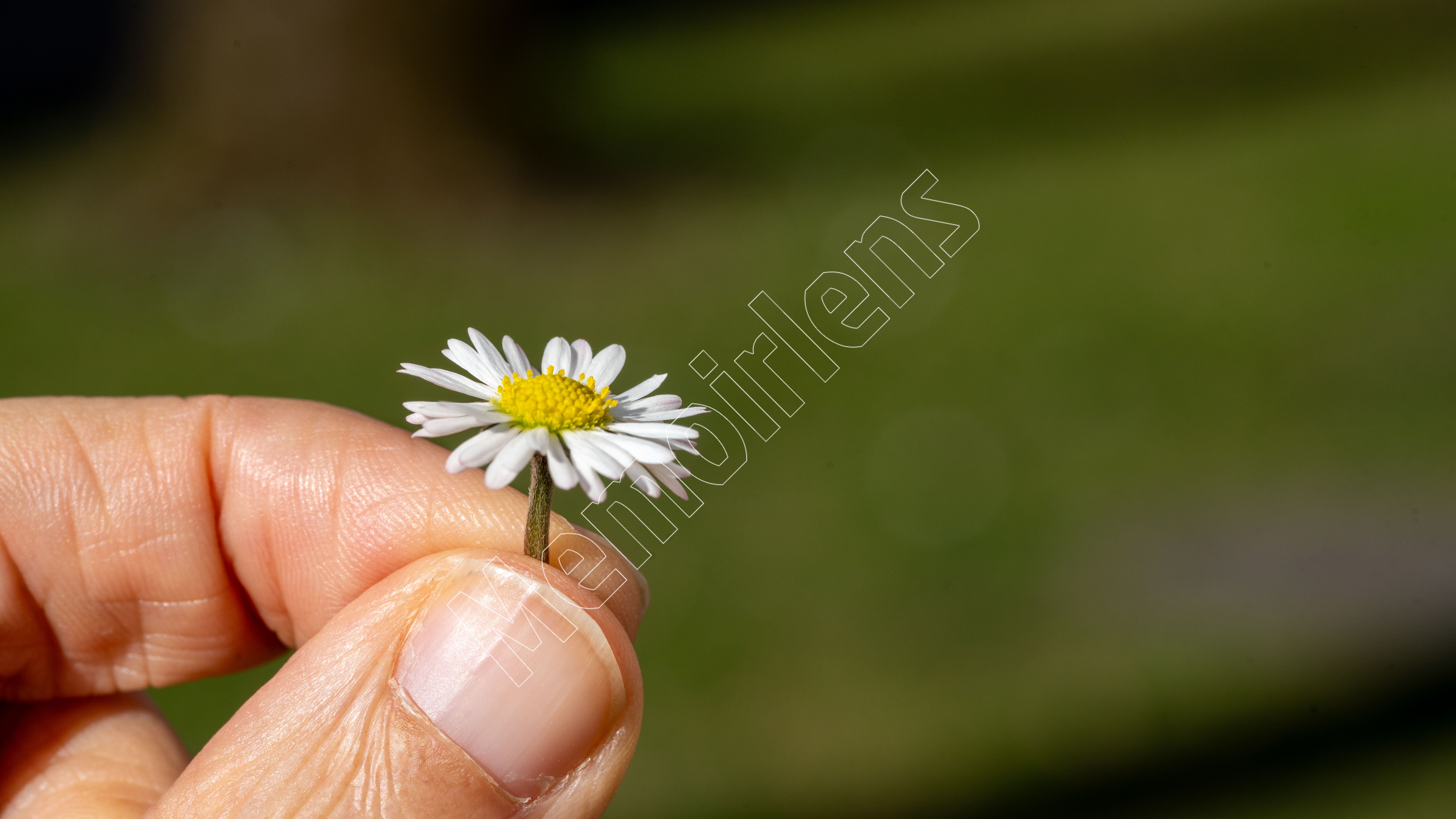 Daisy weeds