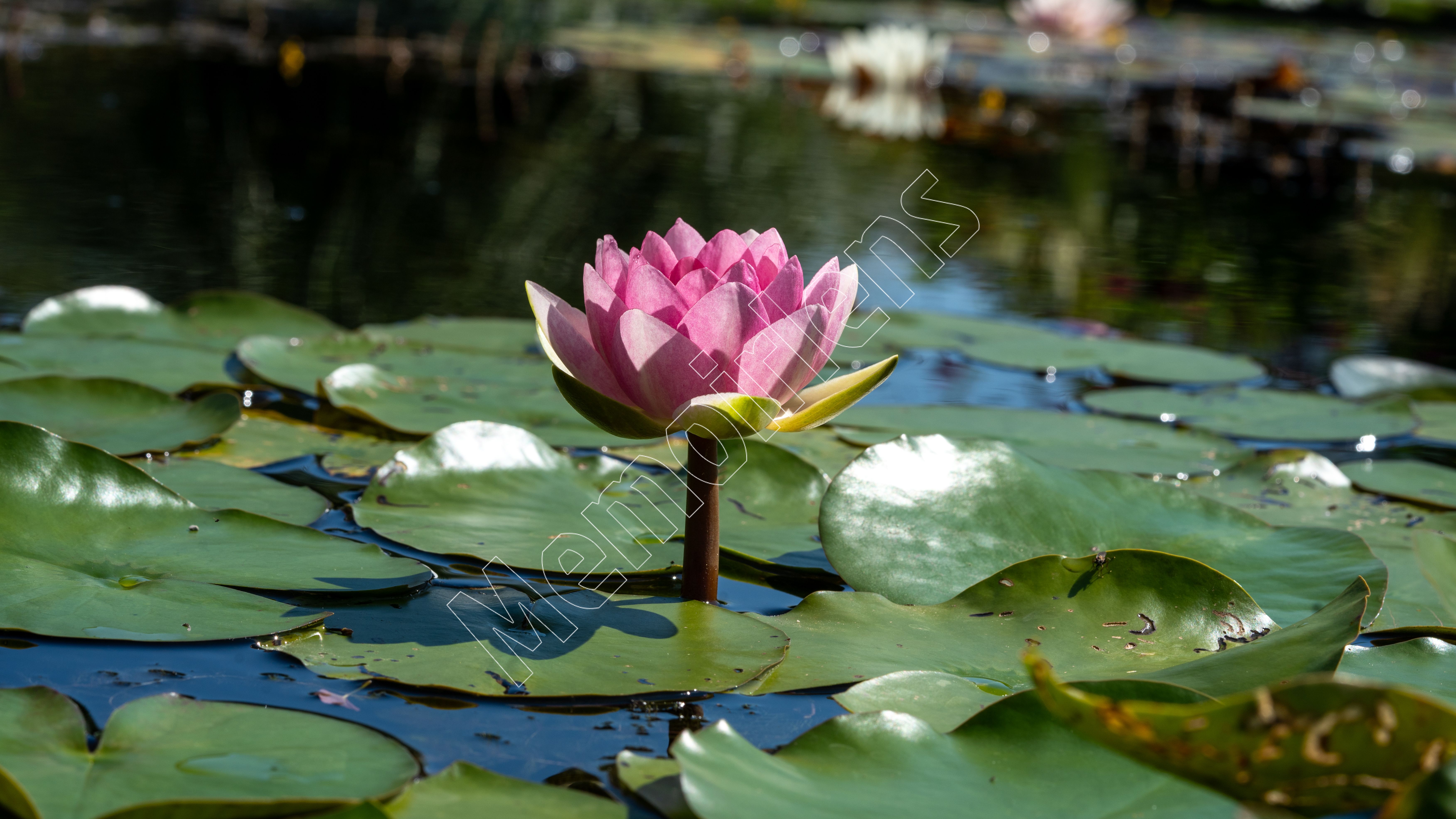 The Botanical Garden in Munich