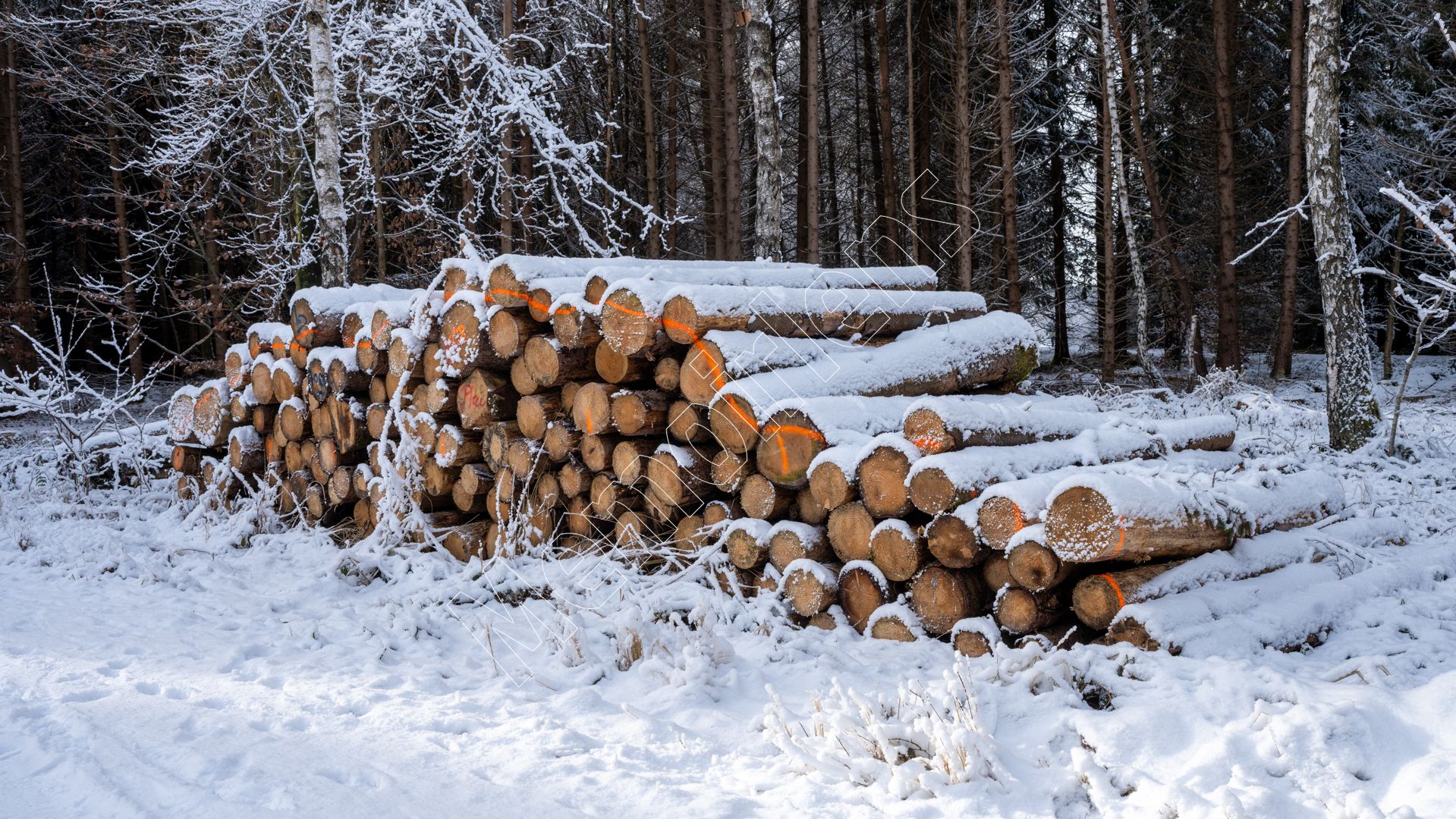 Snowy logs in winter forest