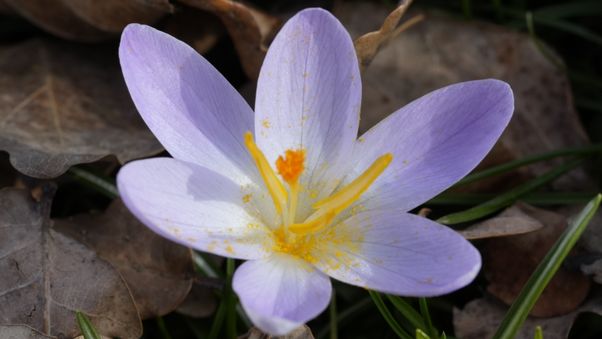 Krokus flower