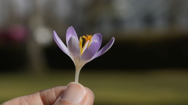 Krokus flower