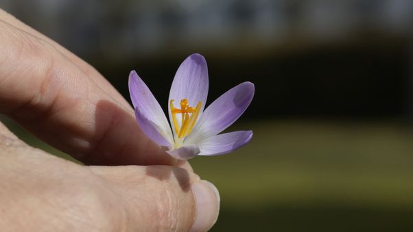 Krokus flower