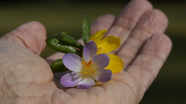 Krokus flower