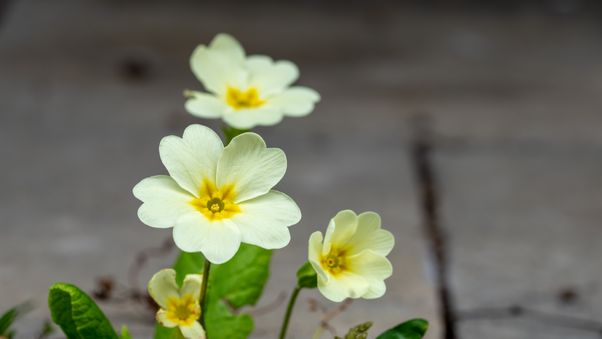 Primula vulgaris