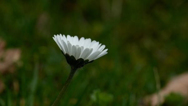 Little Daisy Weed