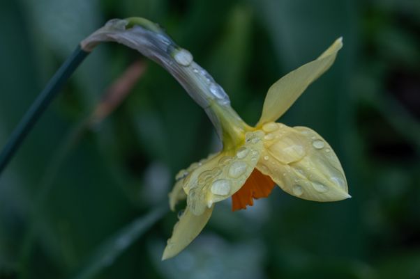 Daffodil
