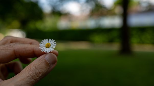 Daisy weed