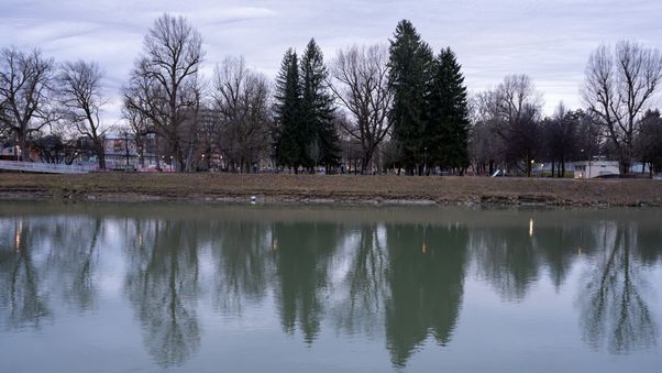 Bare trees