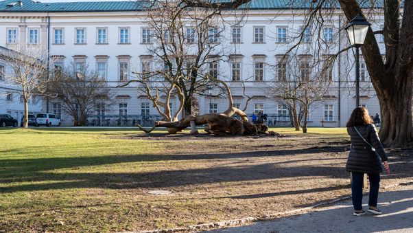 Uprooted tree
