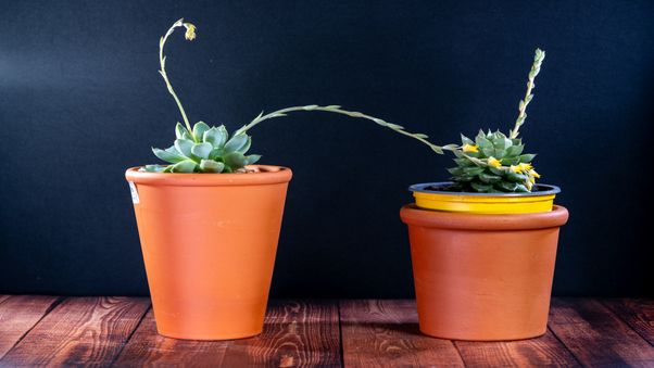 Echeveria hyalina