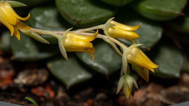 Echeveria hyalina