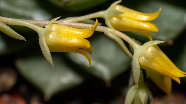 Succulent flower