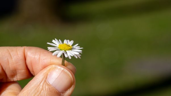 Daisy weeds