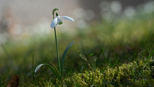 Snowdrops
