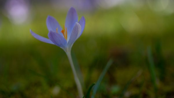 Crocuses