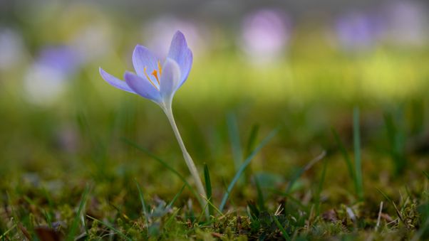 Krokus flower