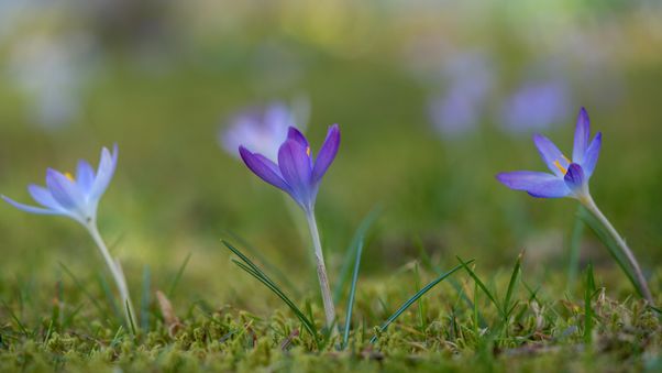Crocuses