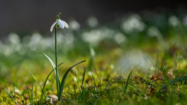 Snowdrops