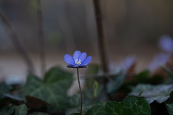 Hepatica nobilis