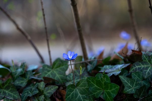 Hepatica nobilis