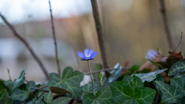 Hepatica nobilis