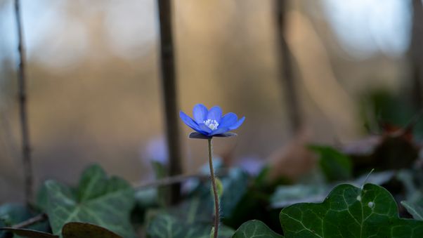 Hepatica nobilis