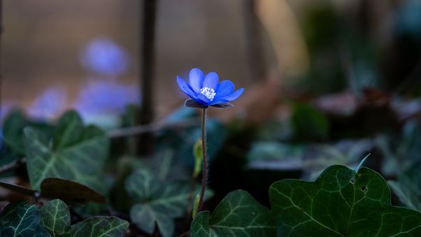 Hepatica nobilis