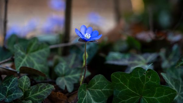 Hepatica nobilis