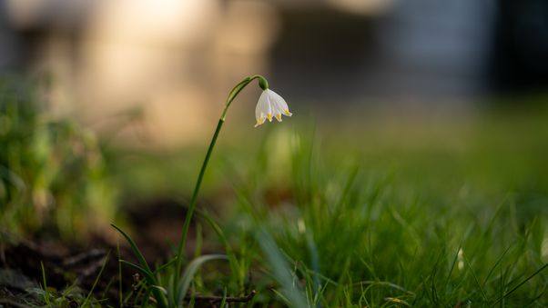 Snowdrops
