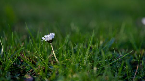 Daisy weed