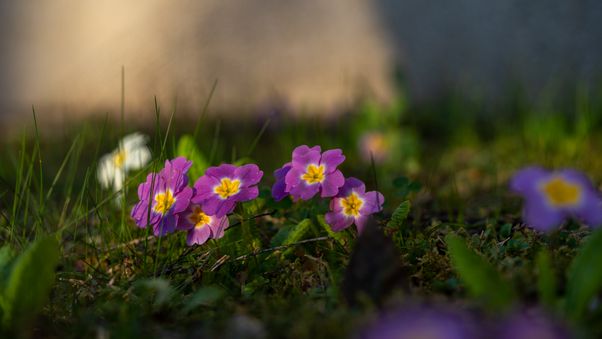 Primula scotica