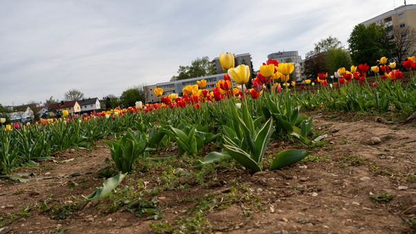 Riemer Park April 2024
