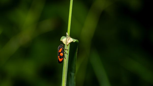 Late spring in Munich