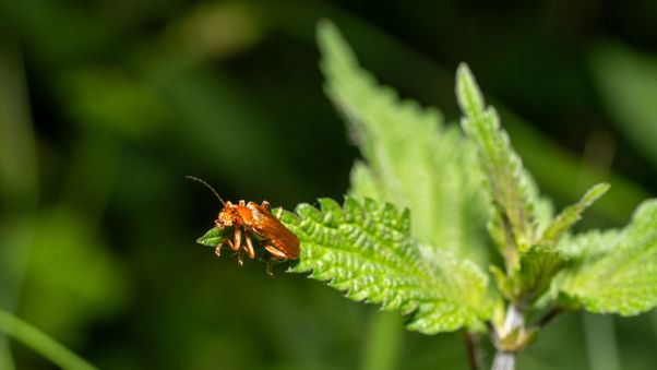 Late spring in Munich