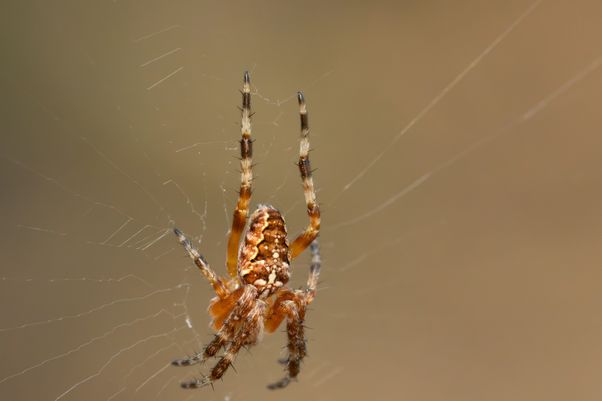 Araneus diadematus
