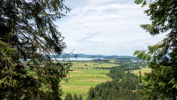 Neuschwanstein Castle 2024