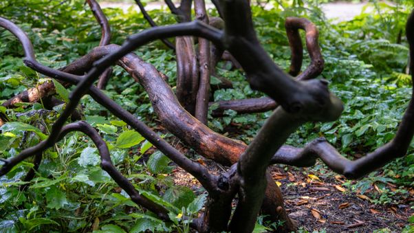 The Botanical Garden in Munich