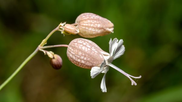 Silene vulgaris