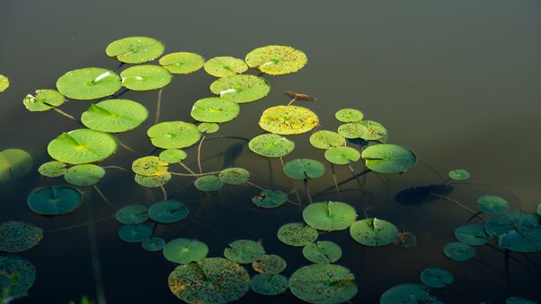 The Botanical Garden in Munich