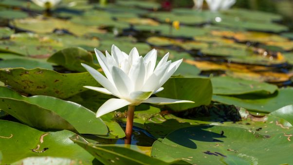 The Botanical Garden in Munich