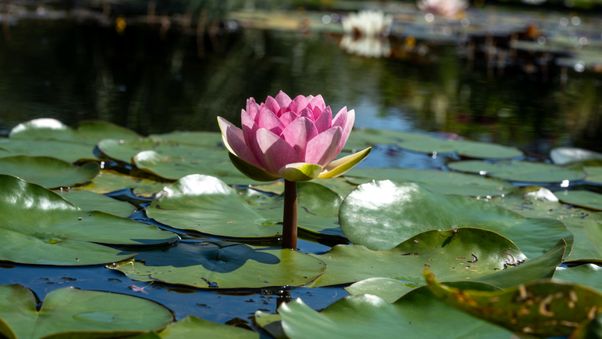 The Botanical Garden in Munich