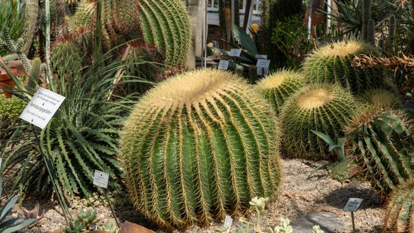 The Botanical Garden in Munich