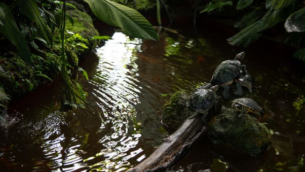 The Botanical Garden in Munich