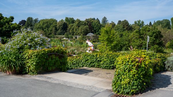 The plants in Munich's botanical garden