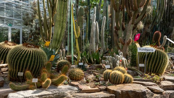 The plants in Munich's botanical garden