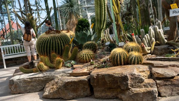 The plants in Munich's botanical garden