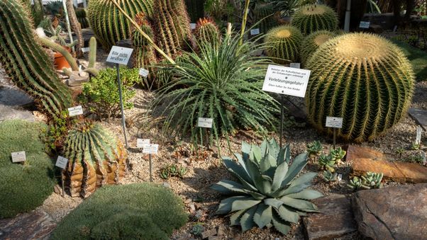 The plants in Munich's botanical garden