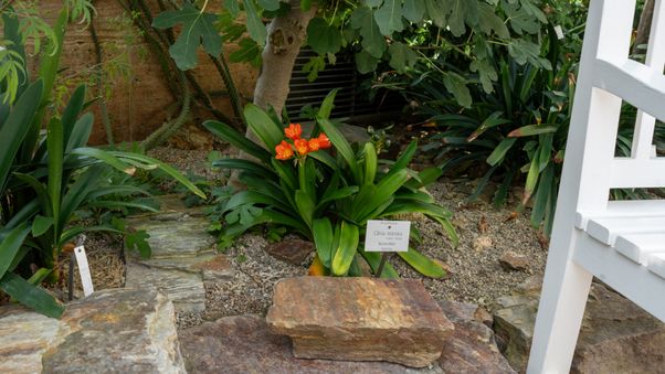 The plants in Munich's botanical garden