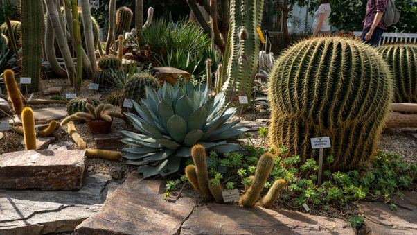 The plants in Munich's botanical garden