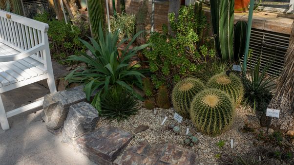 The plants in Munich's botanical garden